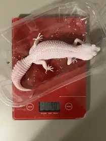 Prodám Gekončíka nočního