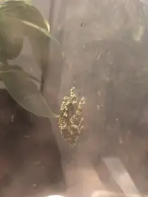 Theloderma corticale