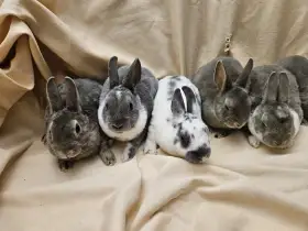 Zakrslý králíček