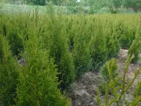 Thuje smaragd na živý plot