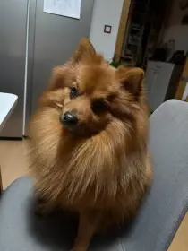 Německý špic ke krytí