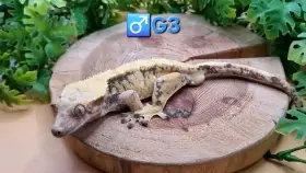 Samec Extreme harlequin 43g