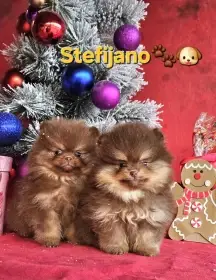 Pomeranian BOO štěňata