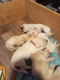 Prodám štěně labradorského retrívra