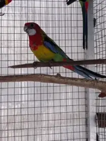 Rosela pestrá samec