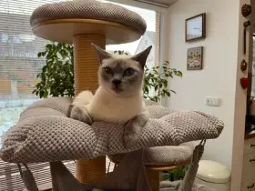 Charisma-matka koťátka