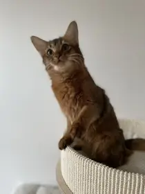 Somálská kočička Kissie