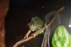 Hledáme domov pro naší krásnou chameleonici Helgu