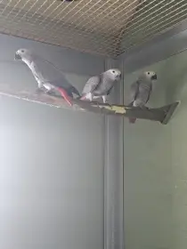 Papagáj Sivý Žako