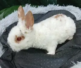 Zakrslý králíček rex B3