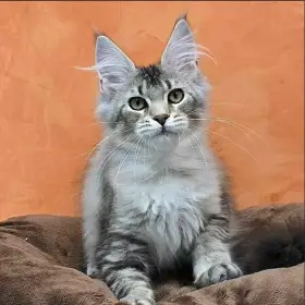 Vaani - Mainská mývalí kočka s PP