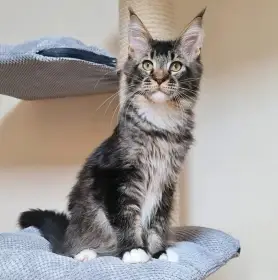 Cory - Mainská mývalí kočka s PP