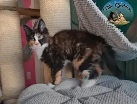 Mainská mývalí kočka s PP