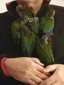 Ručně dokrmená mláďata