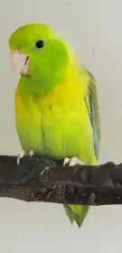 Papoušíček šedokřídlý pár