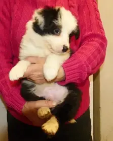 Malá srdíčka hledají velká srdce