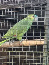 Amazonan modročelý