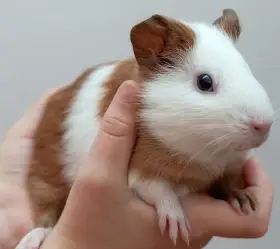 Prodám samičku morčete