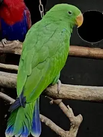 Eklektus různobarevný