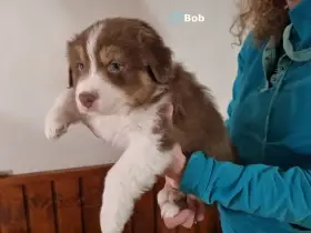 Bob
