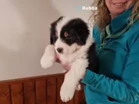 Bubba