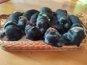 Dlouhosrstý německý ovčák s PP