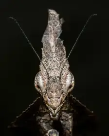 Phyllocrania paradoxa