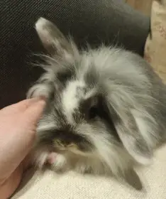 Zakrslý králík - beránek