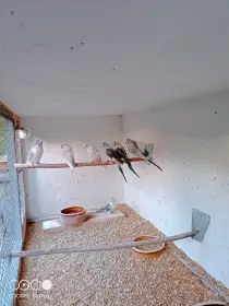 Andulky vlnkované mutace blackwing 1.1