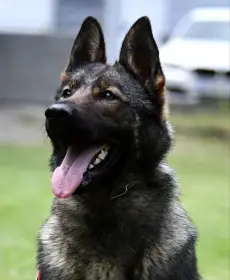 Německý ovčák štěnata s pp