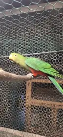 Prodám mládě 2025 Papoušek Královský