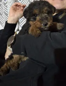 Prodám štěňátka