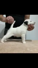 Foxteriér hladkosrstý