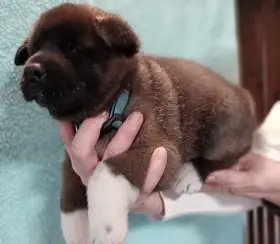 Štěňata Americké Akity s PP prodám