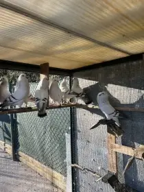 Český voláč sivý pruhový černohrotý