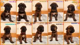 Tosa inu štěňátka s PP