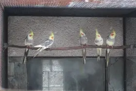 Korela chocholatá straka