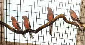 Neoféma bourek -růžový odchov 2025