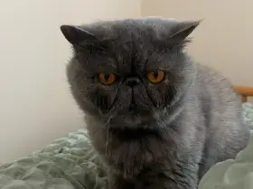 Exotický kocour - (perský)