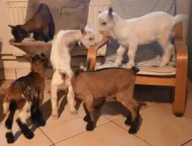 Holandské zakrslé kozy - ručně dokrmená kůzlata