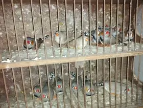 Prodám zebřičku pestrou