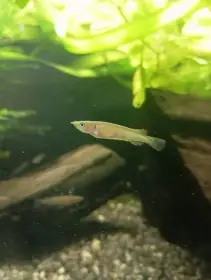 Nomorhamphus celebensis