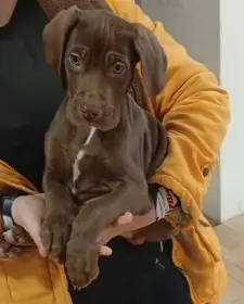 Štěňata německého ohaře/výmarského ohaře