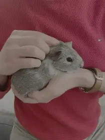 Hledáme domov pro naše morčecí kluky