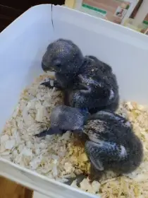 Prodám na dokrmení dva eklekty.