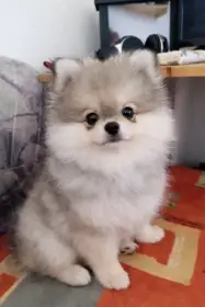 Pomeranian