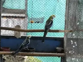 2.2 Rosela žlutohlavá severní (Blauwangenrosella ) kr. 25