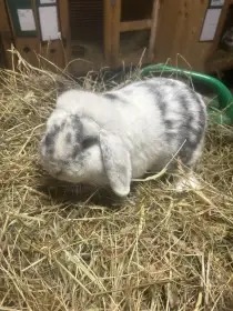 Zakrslý beran rhönský