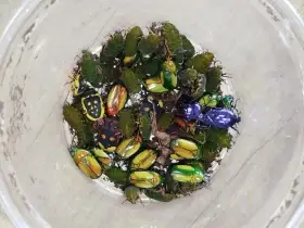 Přebytky k 1.2.26 - nabídka na Exotiku (stůl G05)