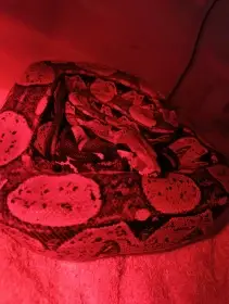 Prodám hroznýše královského